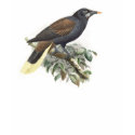 Bird Art 1 t-shirts by Memory_Lane Bird Art 1 t-shirts