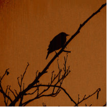 Bird Art Acrylic Cut Outs