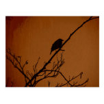 Bird Art Postcard
