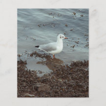 Bird at Water Edge. Black Headed Gull. Full Color Flyer