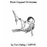 Bird / Black-Capped Chickadee , Black-Capped Ch...