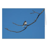 Bird Branch Greeting Card