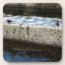 Bird Bridge cork coasters