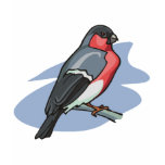 Bird Bullfinch Tee Shirt