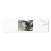 bird bumper stickers