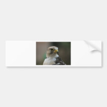 Bird Bumper Sticker