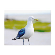 Bird by the Water postcards