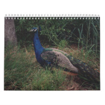 Bird Calender 5 calendars by happybirds Bird Calender 5 calendars