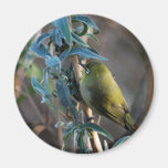 Bird camouflaged in the tree magnets