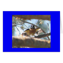 Bird Card