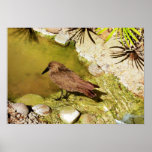 Bird contemplating posters