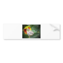 Bird Eating A Fig Bumper Stickers