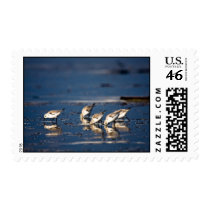 Bird Eating Postage Stamp