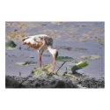 Bird eats at riverside posters