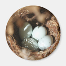 Bird Eggs Nest Magnet