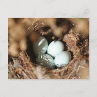 Bird Eggs Nest Postcards