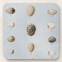 Bird Eggs Plate B Vintage Natural History Beverage Coasters