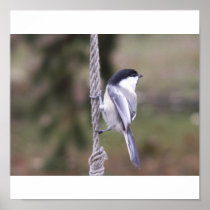 Bird Feeder Poster