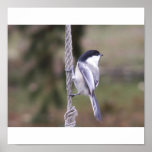 Bird Feeder Poster