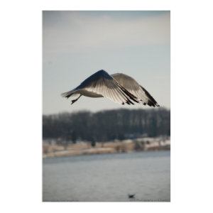 Buy Bird Flying Into the Wind Print print