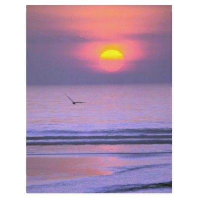 Bird Flying Over Water Flyer by BreathtakingNature