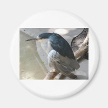 bird fridge magnet