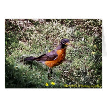 Bird Greating Card