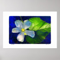Bird House Gourd flower , print