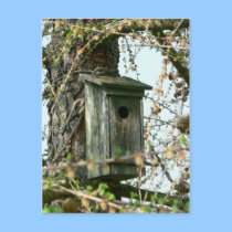 Bird House Postcard by deesbasenjis Bird House Postcard