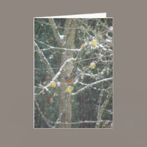 bird in a winter tree cards