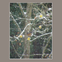 bird in a winter tree postcards