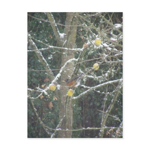 bird in a winter tree postcard