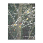 bird in a winter tree post card
