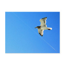 Bird in Flight 1 postcards