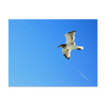 Bird in Flight 2 postcards
