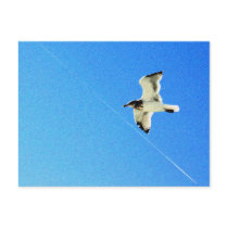 Bird in Flight 5 postcards