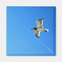 Bird in Flight 6 Magnets