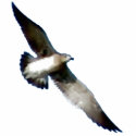 Bird in Flight photo sculptures