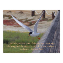 Bird in Flight Post Cards