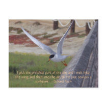 Bird in Flight postcards