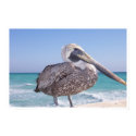 Bird in Jacksonville Florida posters by ellenorepinkham Bird in Jacksonville Florida posters