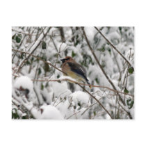 Bird in Snow postcards by Trebor43 Bird in Snow postcards