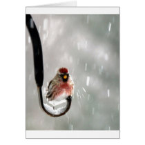 Bird in the snow cards by chelseaonline Bird in the snow cards