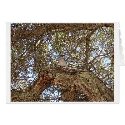Bird in tree cards by mzaudrey20