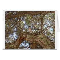 Bird in tree cards