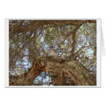 Bird in tree cards