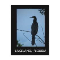 Bird in Tree in Lakeland Florida Post Cards