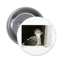 bird in window buttons