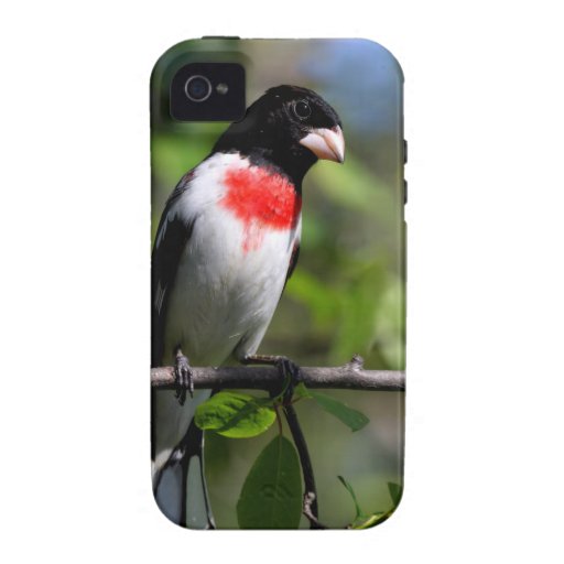 Bird iPhone4 Case Case-Mate iPhone 4 Case