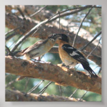 Bird Kisses Print